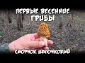 Первые весенние грибы / Сморчок шапочковый