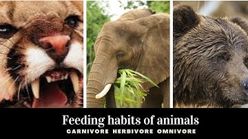 DAV Class 3 Science, Ch-6 Feeding Habit of Animals |Herbivores, Carnivores and Omnivores