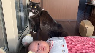 赤ちゃんに可愛い鳴き声を聞かせる猫　ラガマフィン　A cat that makes a baby hear a beautiful bark