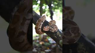 Indian Rock Python | One of the biggest snakes in the world