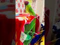 plum headed talking parrot |talking Silka parrot looking mirror |plum headed parakeet looking mirror
