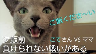 【Subtitles】 Conversation with Kotesan's before dinner 【Russian Blue】(#42)