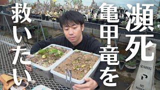 【１年目亀甲竜の植え替え方法】