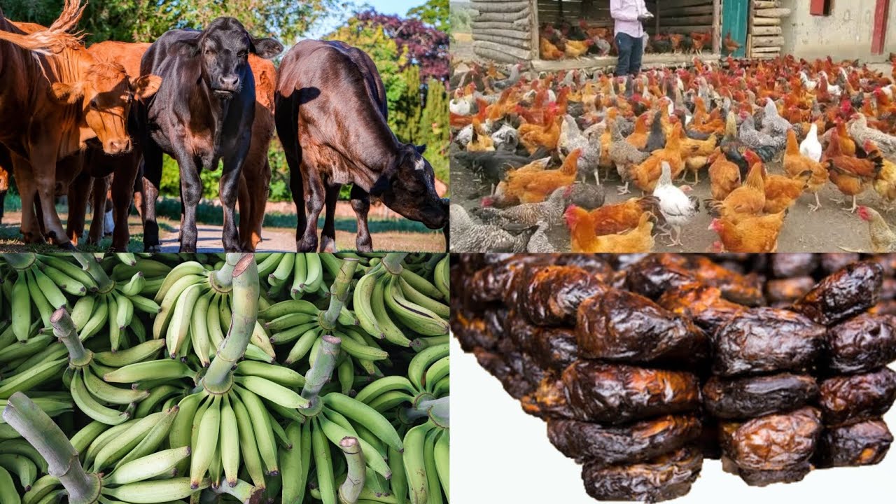 5 Agribusiness ideas for daily income(profitable agribusiness ideas to ...