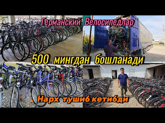 Jinsiy olat oq blyashka bilan qoplangan va qichishadi.