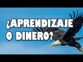 ¿Aprendizaje o Dinero? - Cuentos cortos y Reflexiones para el alma