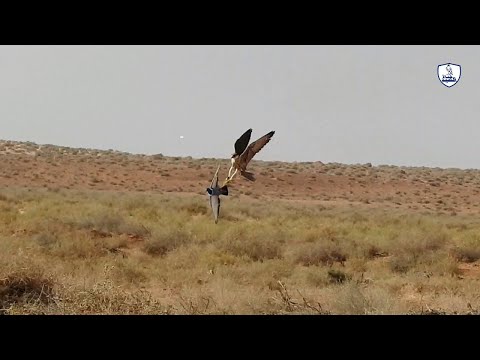 فيديو: الصقر الرائع: صيد الطيور