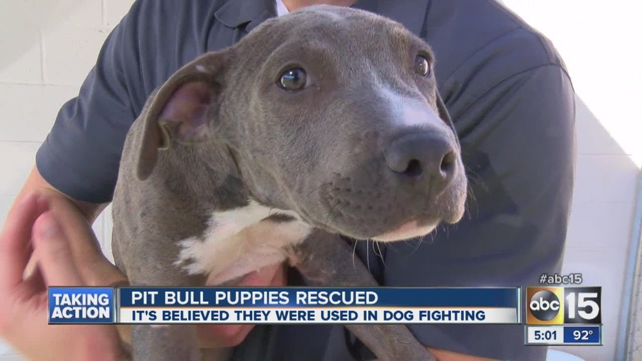pitbull puppy rescue