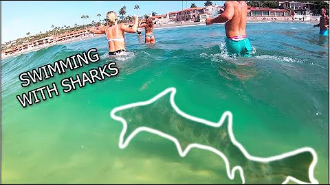 SWIMMING WITH SHARKS IN SOCAL!!