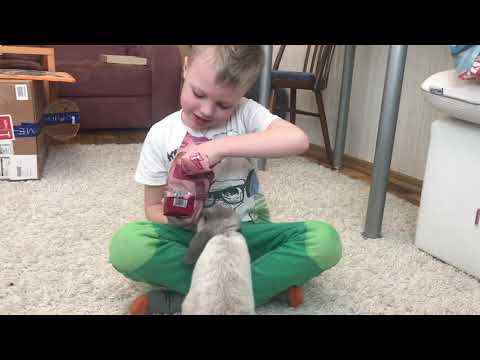 Baby mini lop кролик rabbit мини лоп видео для детей for children смешные животные вислоухий баран