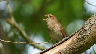 The song of the Common Nightingale - Bird Sounds to recognize the Common Nightingale | 10 Hours