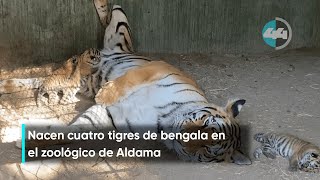 Nacen cuatro tigres de bengala en el zoológico de Aldama