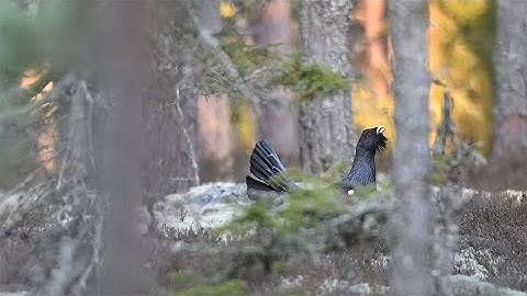 Capercaillie Games