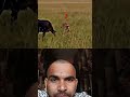 Nitesh Kumar official lion and ghost attack