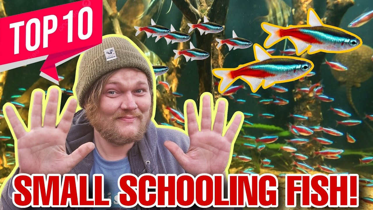 Top 10 Small Size Schooling Fish! The Best Peaceful Aquarium Community