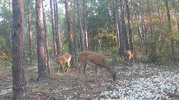 Convert Any Arrow To Use In Your Ravin Crossbow