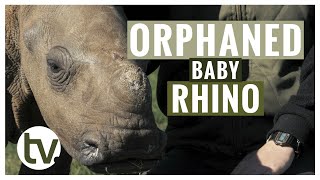 Orphaned Baby Rhino Arrives at the Wildlife Rehabilitation Centre by Shamwari TV 821 views 1 year ago 9 minutes, 52 seconds