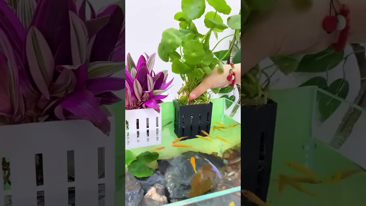 Tanaman hias untuk hiasan aquarium. 