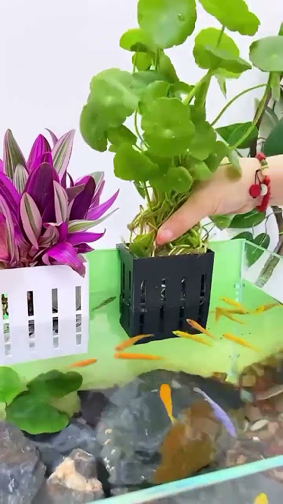 Tanaman hias untuk hiasan aquarium. #aquascape #fishtank #aquariumfish #fishvideo #aquarium