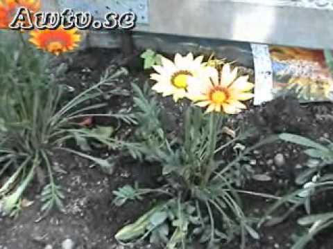 Video: Opretentiösa årliga Blommor För Ett Sommarresidens: Namn Och Foton, Inklusive Blommande Hela Sommaren