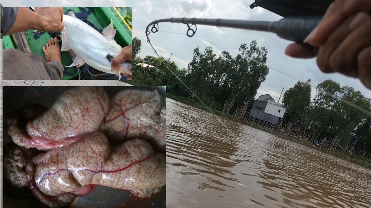 Chia sẻ bài mồi siêu nhạy Vồ Đém, Cá Leo, Cá Lăng ( trứng cá )