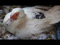 When Do Ducks Start Incubating Eggs And How Many Days Does Incubation Last With Some Additiona