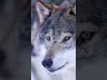 wolf animal
