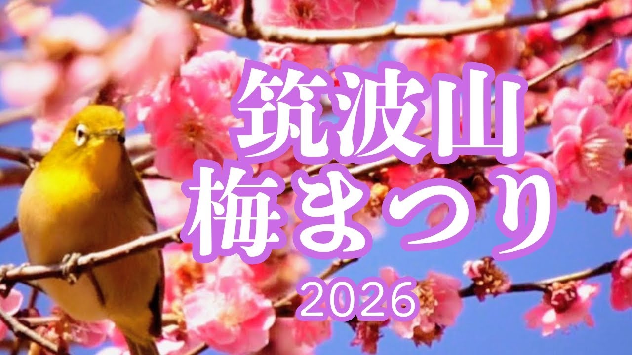 梅まつり／筑波山　春の行楽　（訂正版）