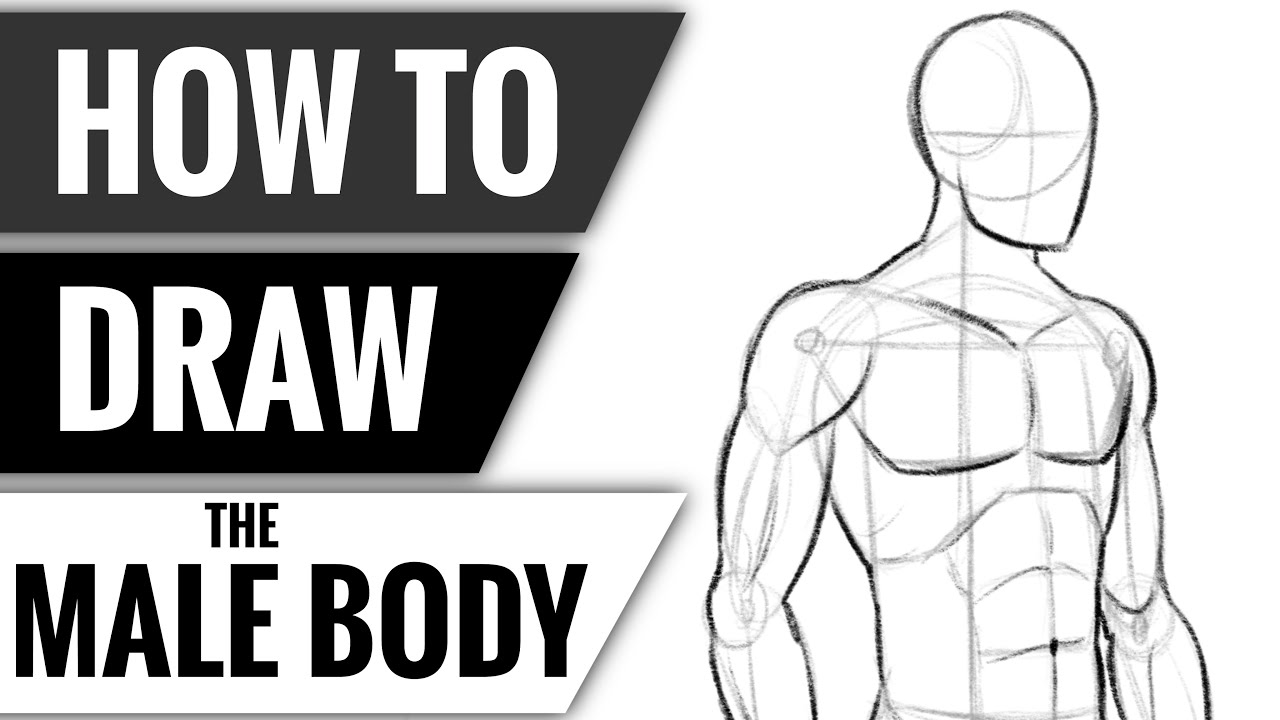 Breast sizes  Body drawing tutorial, Human body drawing, Body