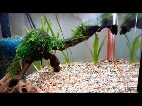 crayfish tank setup