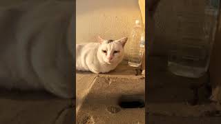 強面の白猫ちゃん ～White cat with rugged face～