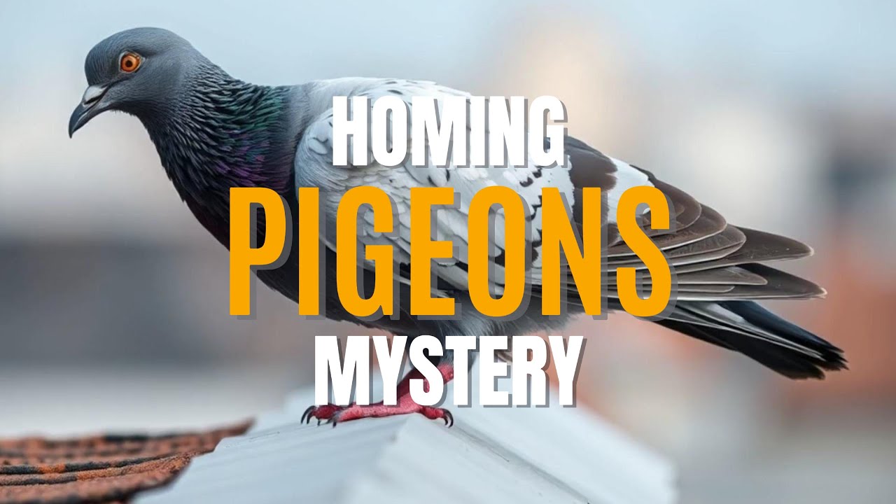 The Homing Pigeon Mystery: How Do They Always Find Their Way Home ...