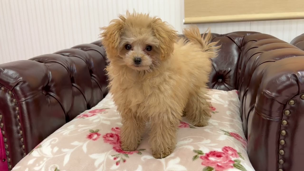 マルプー 可愛い女の子 Youtube