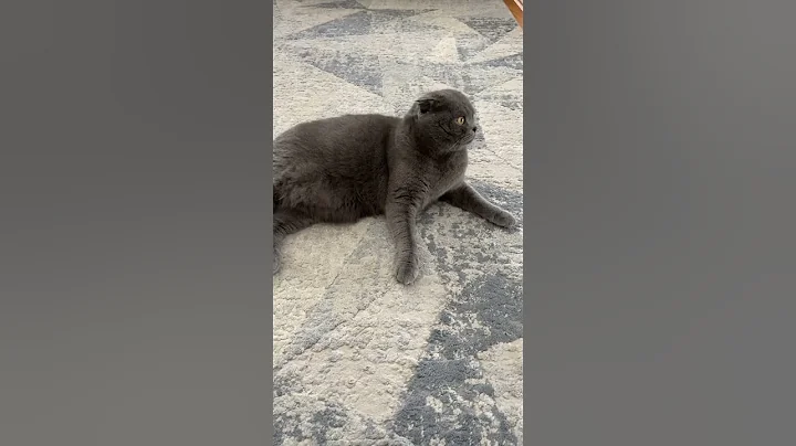 Watch the video about Space #cat #cats #cute #kedi #catlover #catshorts #scottish #viralvideo #funny #enjoy #joy #animals