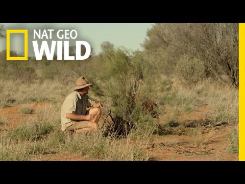 Raging Roger the Kangaroo | Kangaroo Dundee