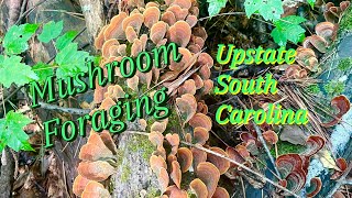 Mushroom Foraging In Upstate South Carolina