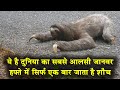 ये है दुनिया का सबसे आलसी जानवर,हफ्ते में एक बार जाता है शौच| 5 Laziest Animal Species in the World