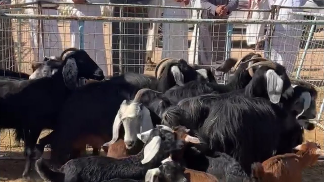 تغطيه سوق الاحد بعد الظهر بالقرشيات شمال الطايف ١٤٤٧/٨/٢٧هـ