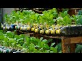 Thêm 1 cách tái chế chai nhựa để trồng cải |Add a way recycle plastic bottles for growing vegetables