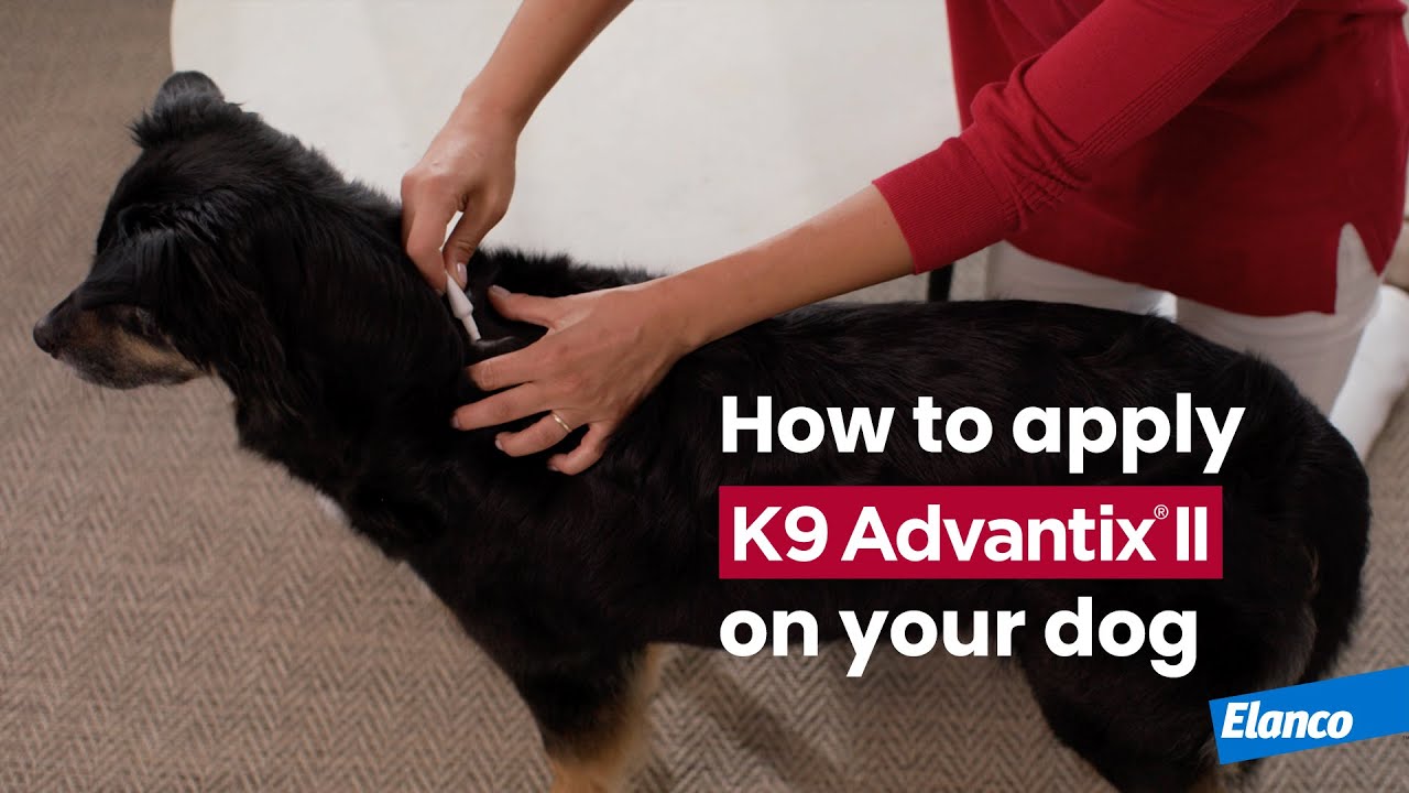 how-to-apply-k9-advantix-ii-to-your-dog-youtube