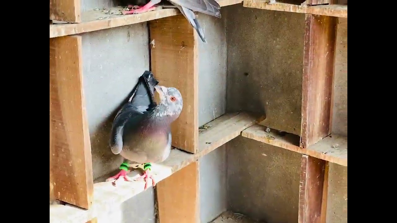 Location Malerkotla lalla kabutara sale 9814968178