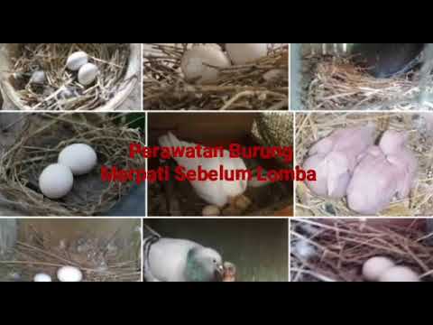 Perawatan Merpati Sebelum Lomba Youtube