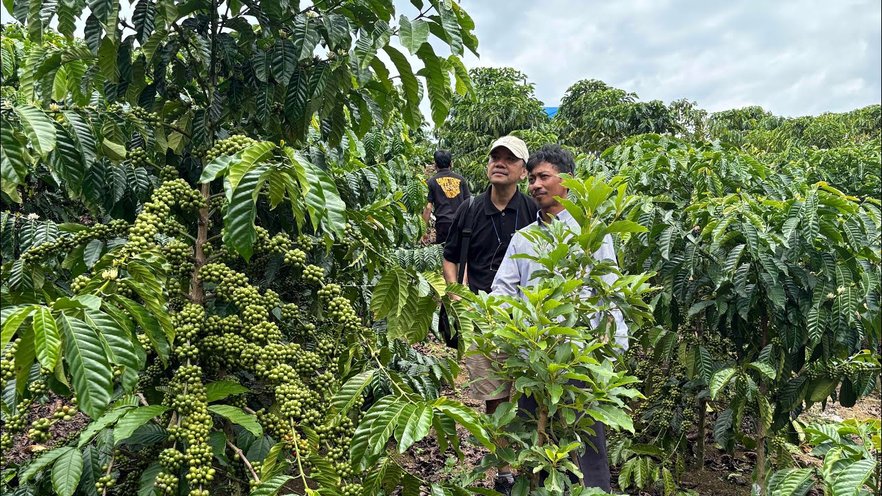Kopi sistem pagar semakin menyebar