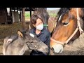 【ばんえい】初対面の仔馬が可愛すぎた