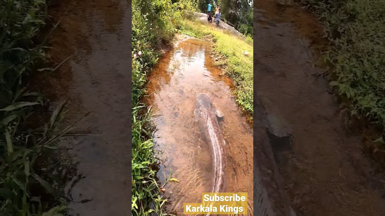 15 kgs Biggest Catfish |African catfish | Magur machli | Mushi fish | Largest Catfish 