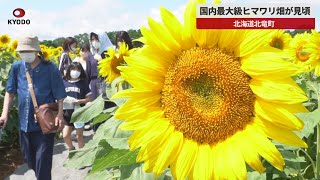 【速報】国内最大級ヒマワリ畑が見頃 北海道北竜町