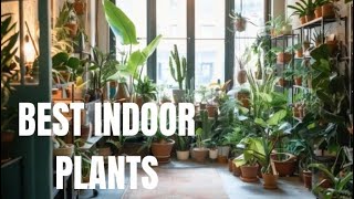 Top 10 Indoor Plants for a Greener Home