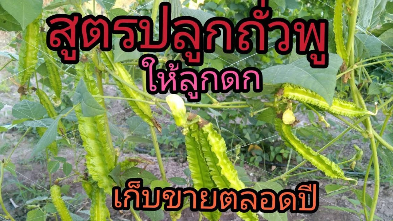 การ สร้าง ราย ได้ หมาย ถึง  New Update  สูตรปลูกถั่วพูให้ลูกดก เก็บขายทั้งปี