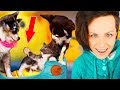 ПЕРВАЯ ВСТРЕЧА КОТЕНКА С СОБАКАМИ! ПЕРВАЯ РЕАКЦИЯ СОБАК НА КОШКУ MAGIC FAMILY