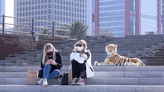 Tiger Prank In KOREA